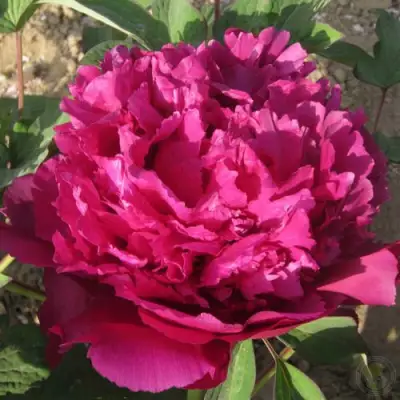 Пион ТАЙНАЯ СТРАСТЬ древовидный в Пинске