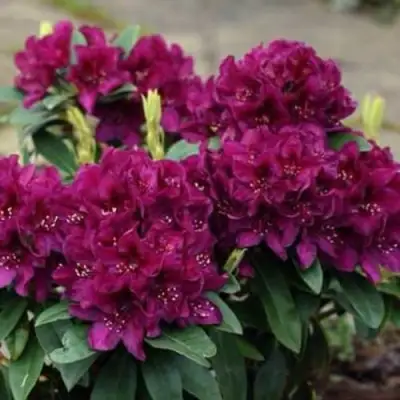 Рододендрон КАЛИ в Пинске