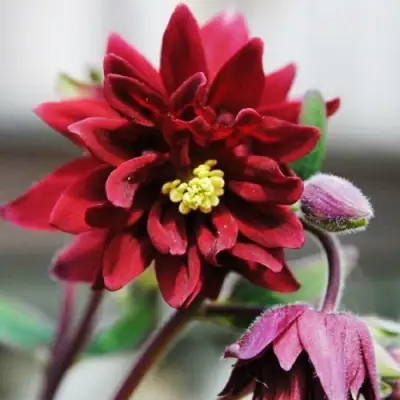 Аквилегия РУБИ ПОРТ обыкновенная в Пинске