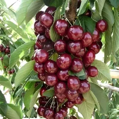 Черешня СИЛЬВИЯ колоновидная в Пинске