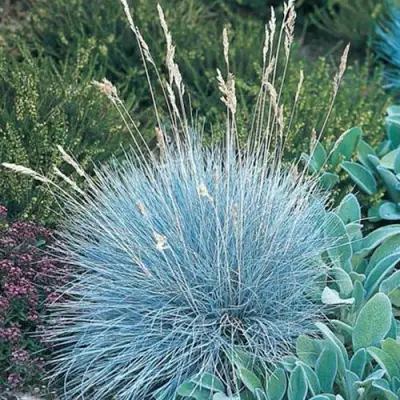 Овсяница АЙСФОГЕЛЬ сизая в Пинске