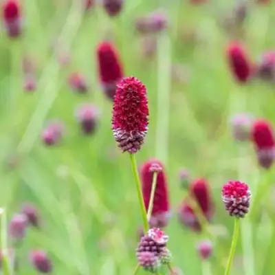 Кровохлебка БИТЛВИНГЗ в Пинске