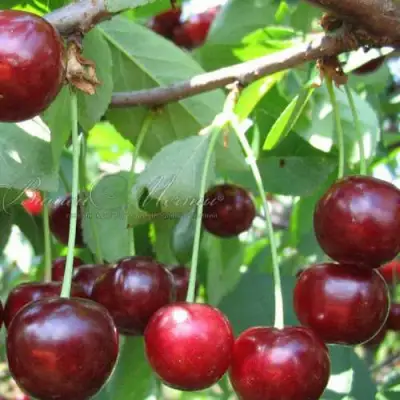 Дюк ИВАНОВНА в Пинске