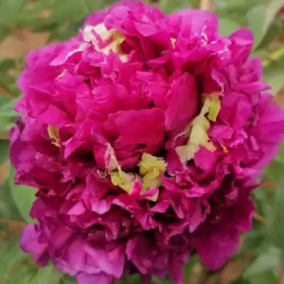 Пион ПОЛЕТ ЛАСТОЧКИ древовидный в Пинске