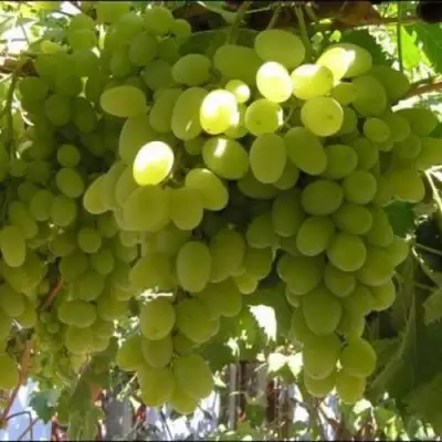 Виноград ИЛЬЯ  в Пинске