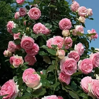 Роза ПЬЕР ДЕ РОНСАР плетистая в Пинске