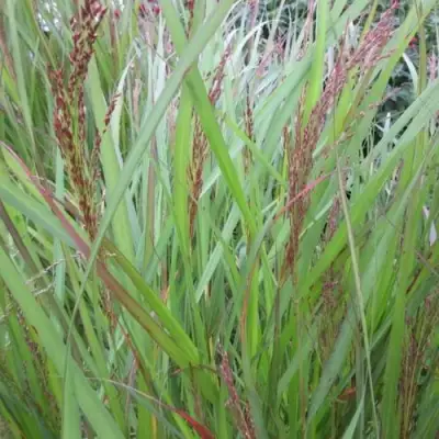 Просо ВЭРРИОР прутьевидное в Пинске