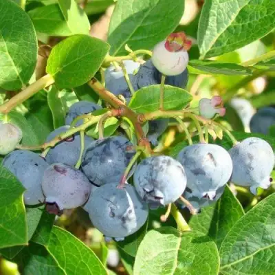 Голубика БЛЮДЖЕЙ в Пинске