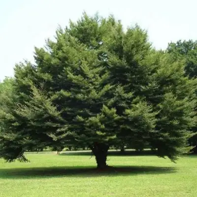 Бук обыкновенный в Пинске