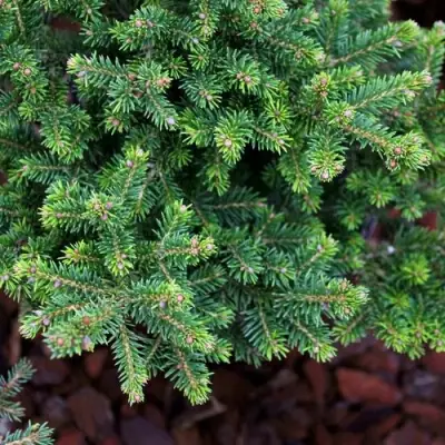 Ель ВИЛС ЦВЕРГ обыкновенная в Пинске