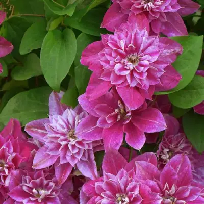 Клематис МАЙ ДАРЛИНГ  в Пинске