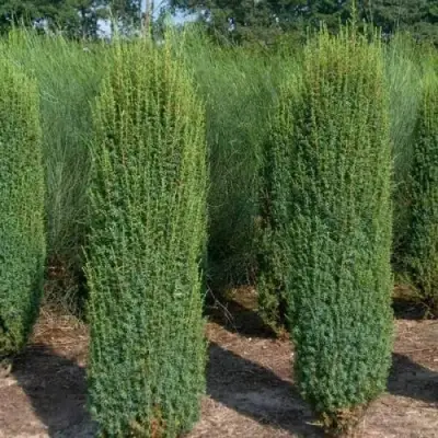 Можжевельник ХИБЕРНИКА обыкновенный  в Пинске