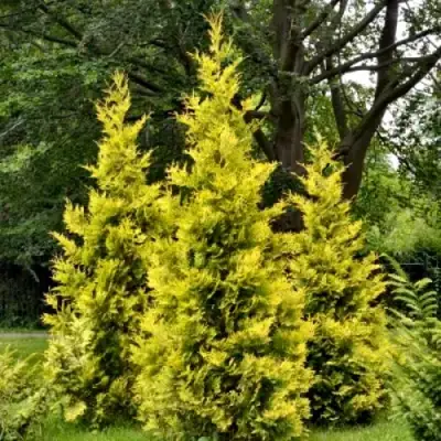 Туя ГОЛДЕН БРАБАНТ западная в Пинске