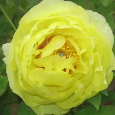 Пион ЗОЛОТО ПОДНЕБЕСНОЙ древовидный в Пинске