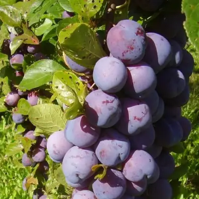 Слива НАГРАДА НЕМАНСКАЯ в Пинске