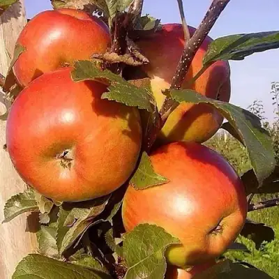 Яблоня ФРИДОМ в Пинске