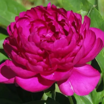 Пион БАРХАТ НОЧИ травянистый в Пинске