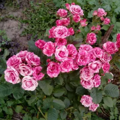 Роза ФЛЕШ ДАНС спрей в Пинске