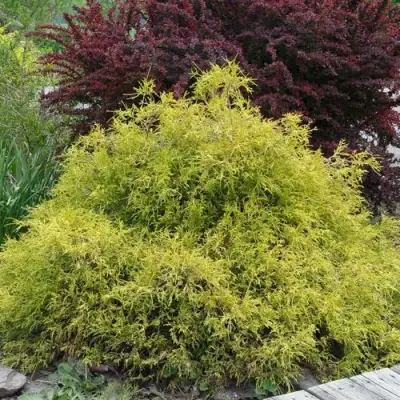 Кипарисовик ГОЛДЕН МОП горохоплодный в Пинске