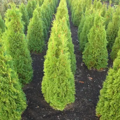 Туя САННИ СМАРАГД западная  в Пинске