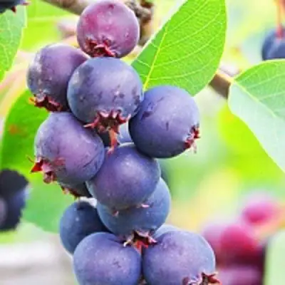 Ирга СМОУКИ в Пинске