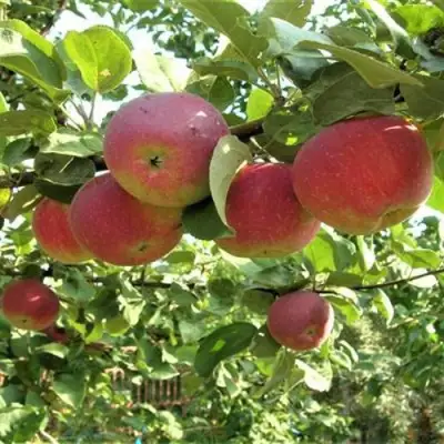 Яблоня ОРЛИК в Пинске