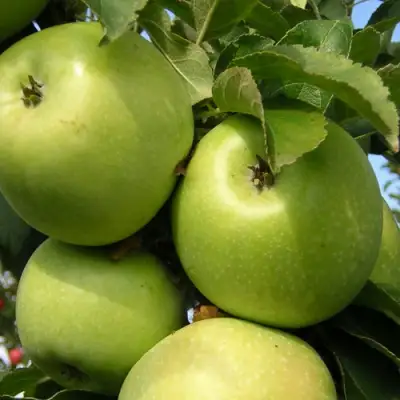 Яблоня КАЛУЖАНКА в Пинске