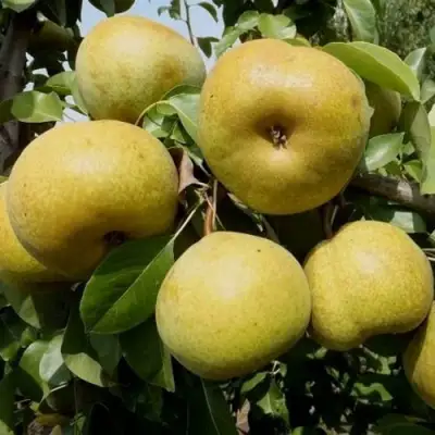 Груша ПЛАТОНОВСКАЯ в Пинске