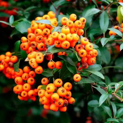 Пираканта ОРАНЖ ГЛОУ в Пинске