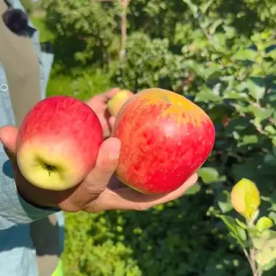 Яблоня БЛАГАЯ ВЕСТЬ в Пинске