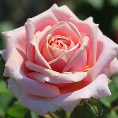 Роза ФРЕДЕРИК МИСТРАЛЬ чайно-гибридная в Пинске