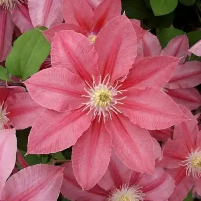 Клематис ЛИТЛ МЕРМЕЙД в Пинске