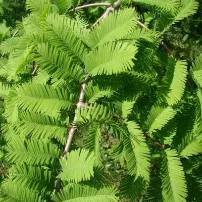 Метасеквойя  ГЛИПТОСТРОБОИДНАЯ  в Пинске