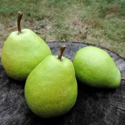 Груша БЕРЕ ЛЮКА в Пинске