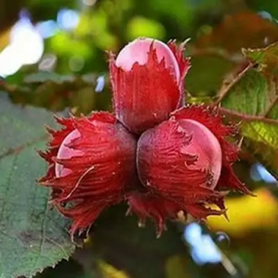 Фундук КРАСНЫЙ ЯНТАРЬ в Пинске