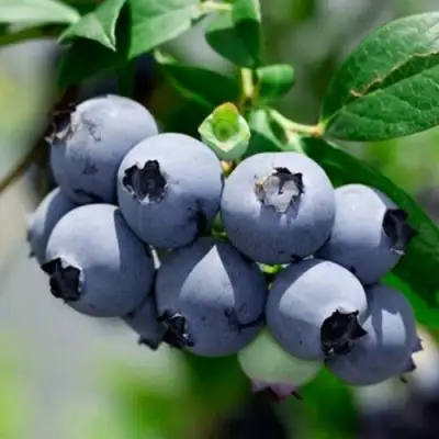 Голубика СИЕРРА в Пинске