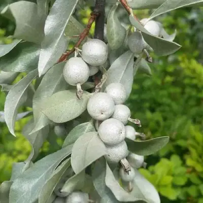 ЛОХ СЕРЕБРИСТЫЙ в Пинске