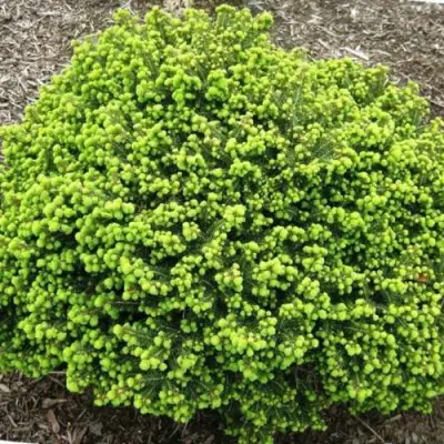 Ель ЛИТЛ ДЖЕМ обыкновенная в Пинске