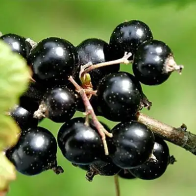 Смородина чёрная ЦЕРЕРА в Пинске