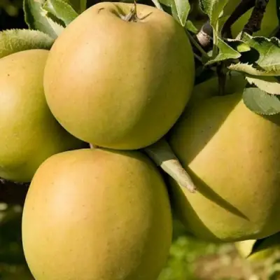 Яблоня МУТСУ в Пинске