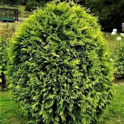 Туя ТИП ТОП западная в Пинске