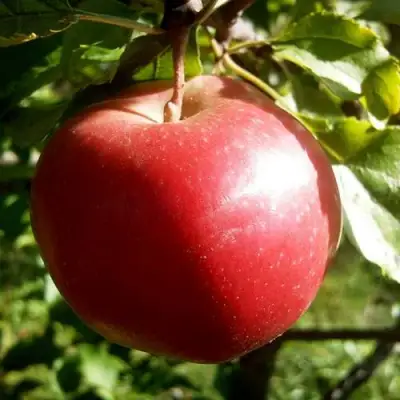 Яблоня НАСТЕНЬКА в Пинске