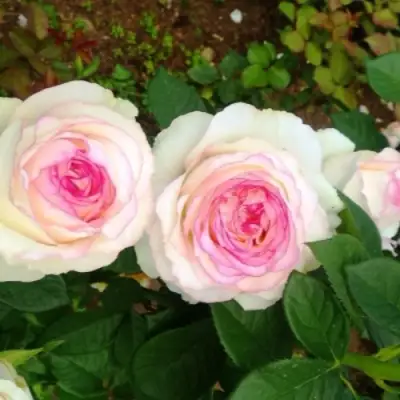 Роза ДОЛЬЧЕ ВИТА чайно-гибридная в Пинске