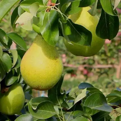 Груша ДОБРЯНКА в Пинске