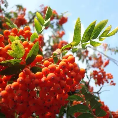 Рябина ВЕФЕД сладкоплодная в Пинске