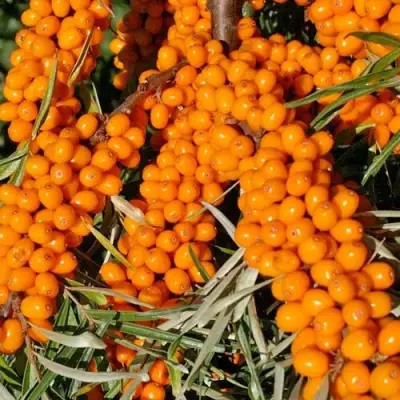 Облепиха ЕЛИЗАВЕТА в Пинске