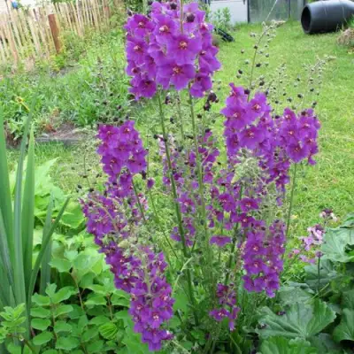 Коровяк ВИОЛЕТТА (вербаскум) в Пинске