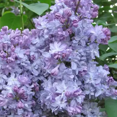 Сирень НЕБО МОСКВЫ в Пинске