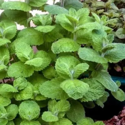 Мята яблочная в Пинске