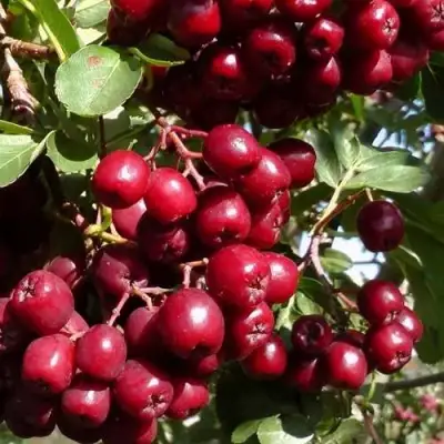 Рябина ГРАНАТНАЯ сладкоплодная в Пинске